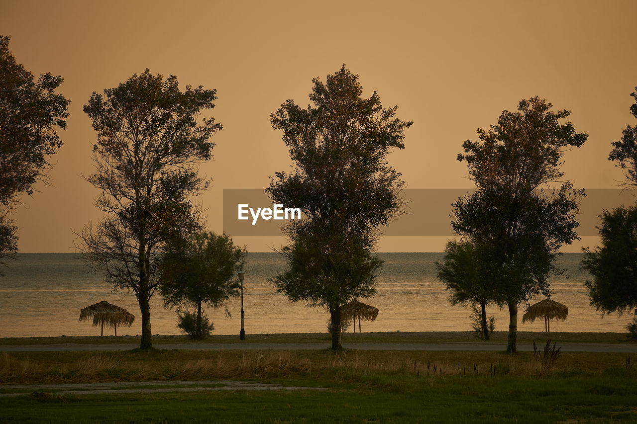 Trees on field against sky during sunset