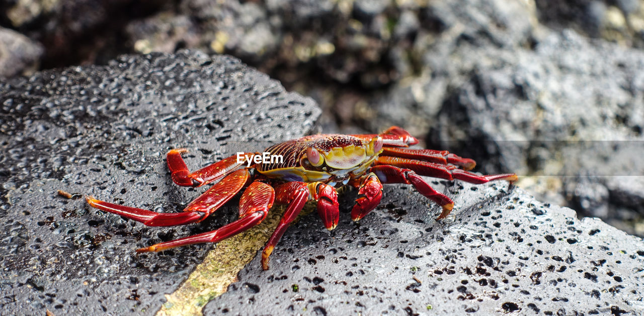 Close-up of red crab on rock