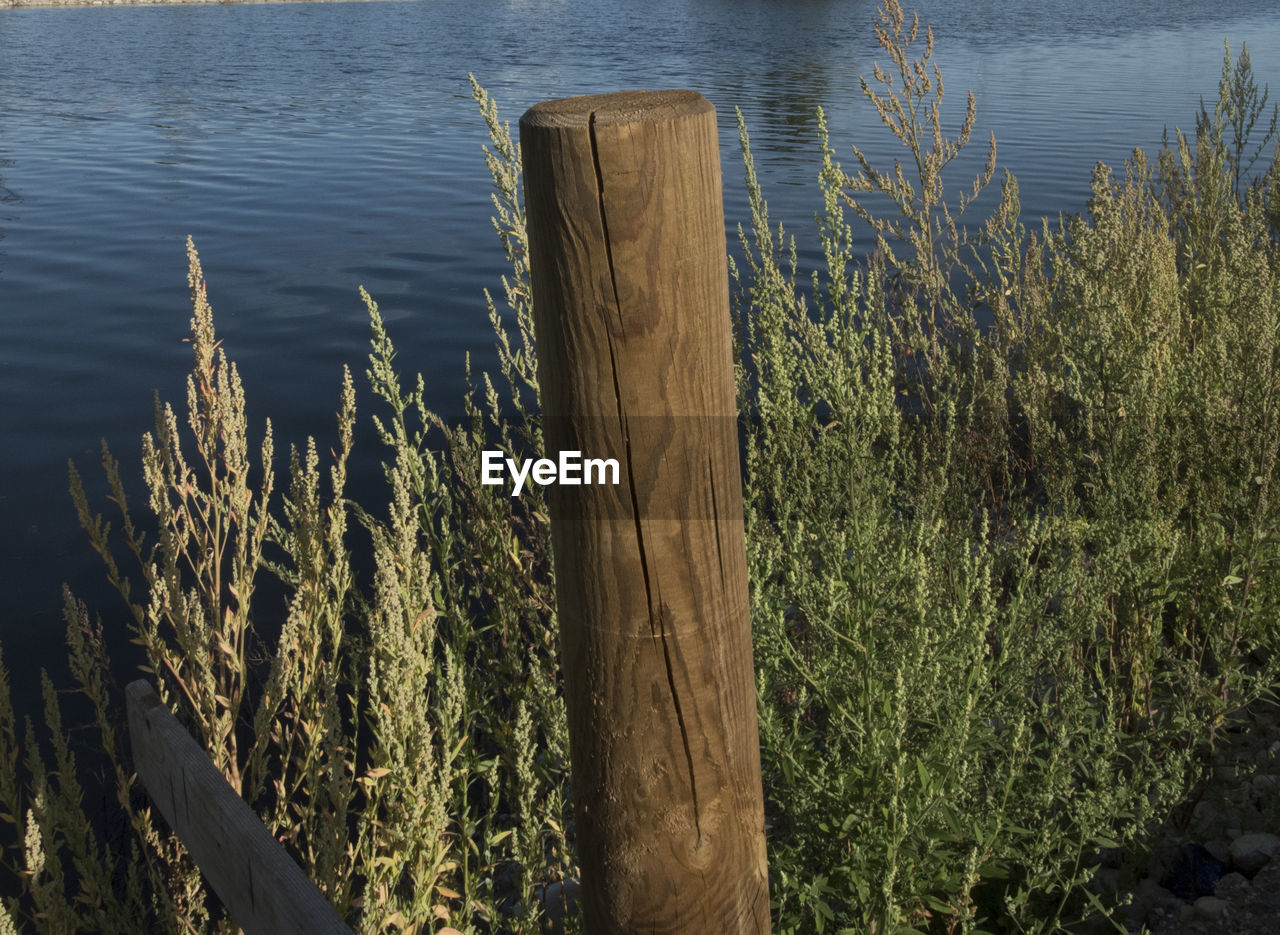 water, plant, nature, grass, tranquility, no people, day, tree, reflection, growth, lake, beauty in nature, wood, tranquil scene, outdoors, scenics - nature, land, leaf, sunlight, post, beach, wooden post, high angle view, non-urban scene, lakeshore