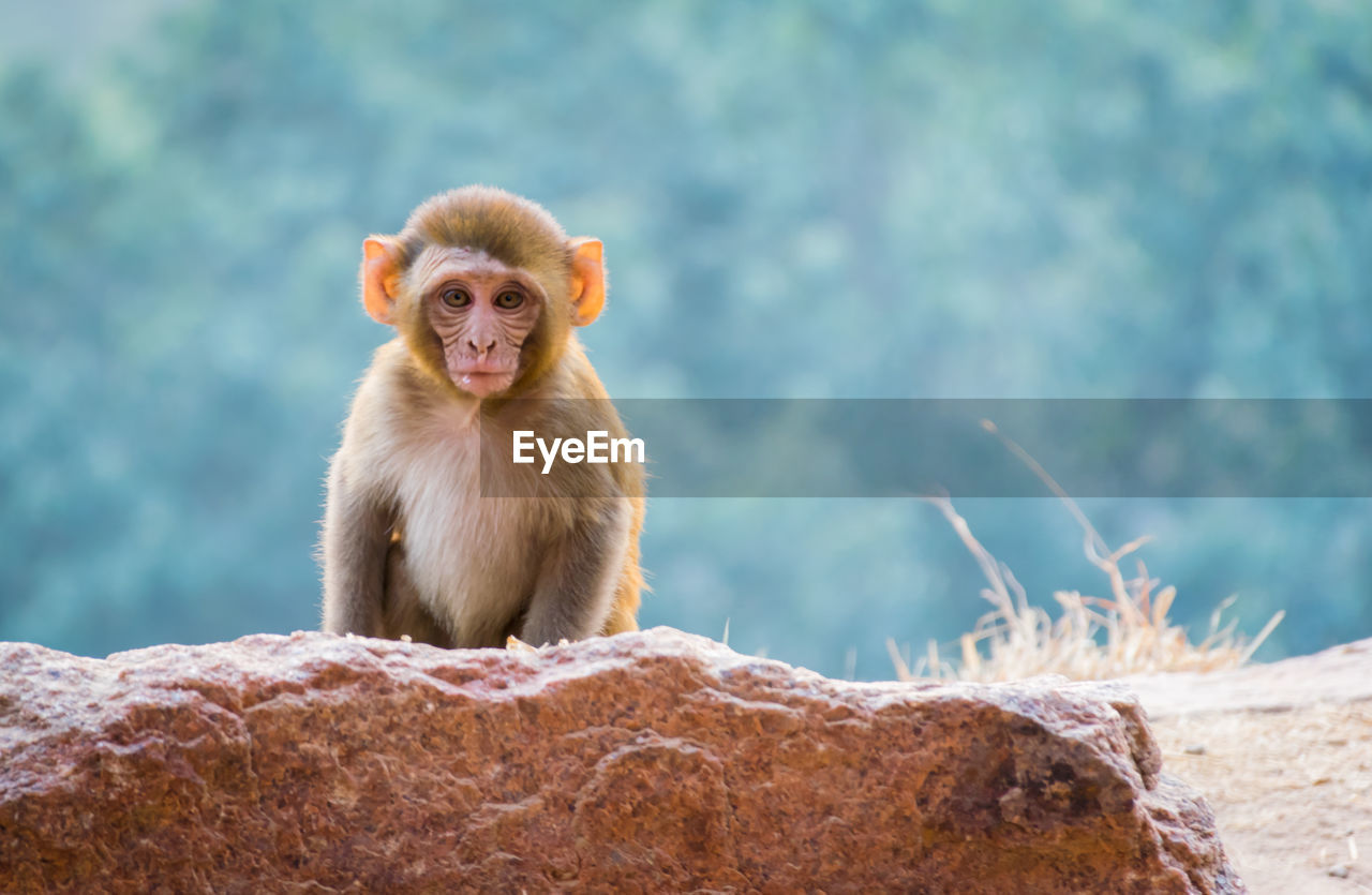 Portrait of monkey sitting on rock