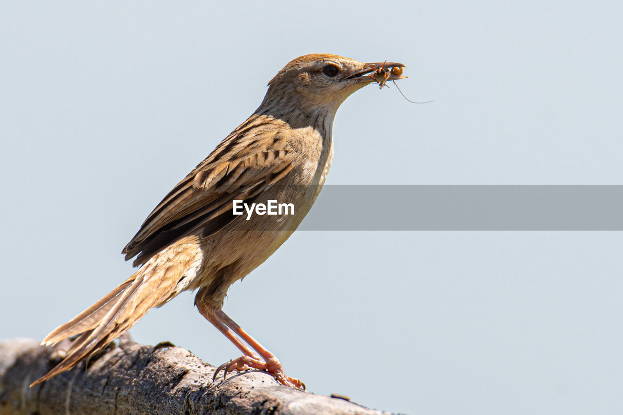 LOW ANGLE VIEW OF BIRD PERCHING ON A TREE