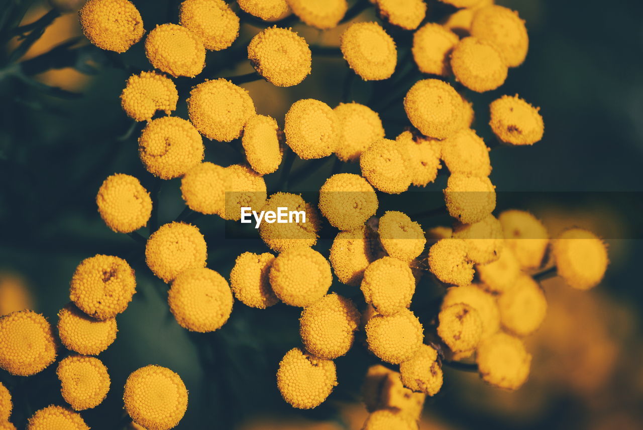 Close-up of yellow flowering plants