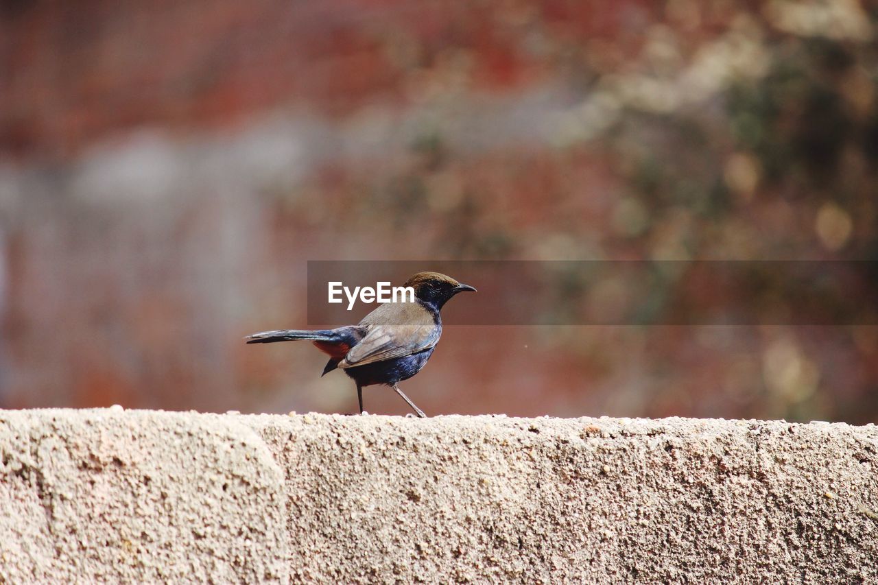 CLOSE-UP OF BIRD ON RETAINING WALL