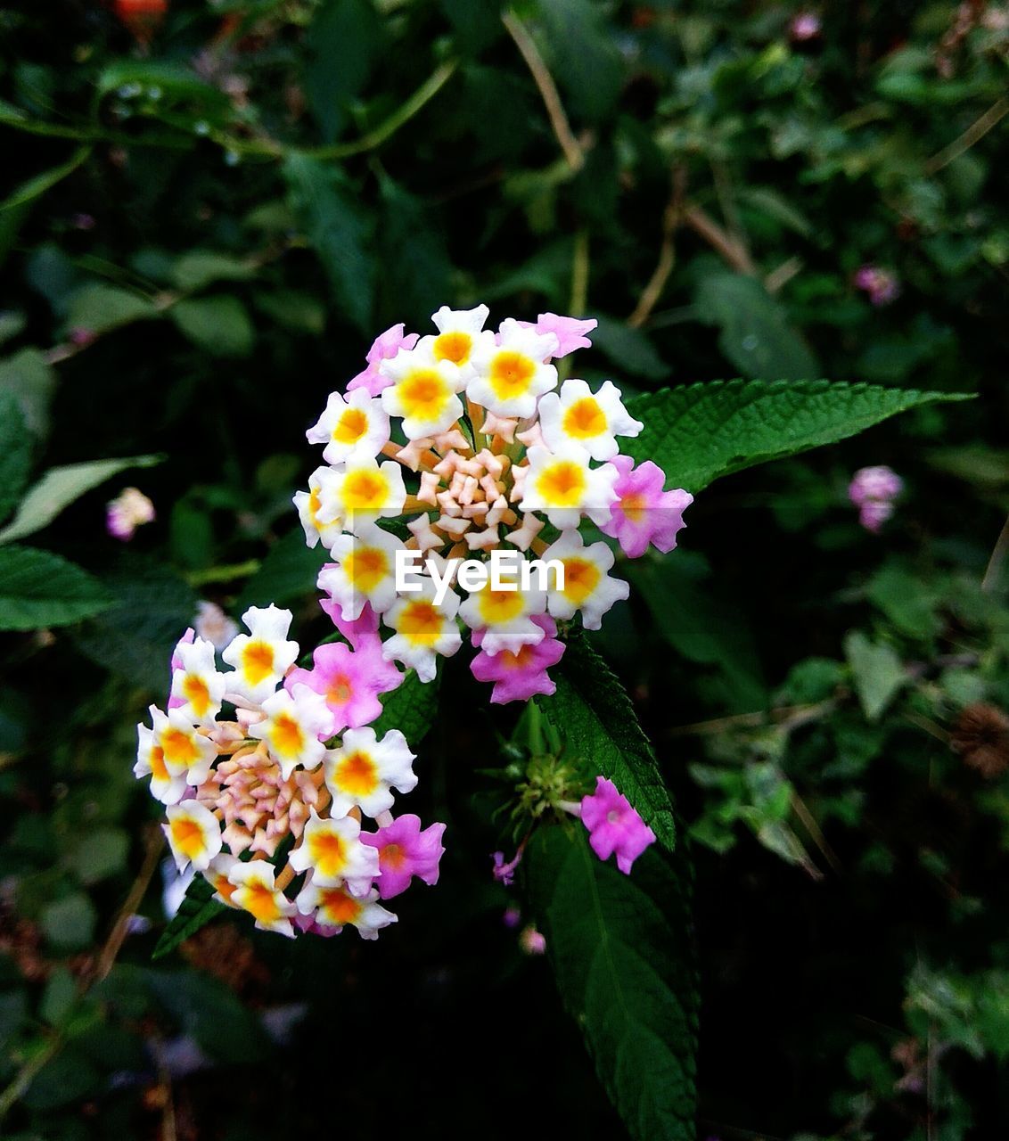 CLOSE-UP OF FRESH WHITE FLOWERS BLOOMING IN FOREST