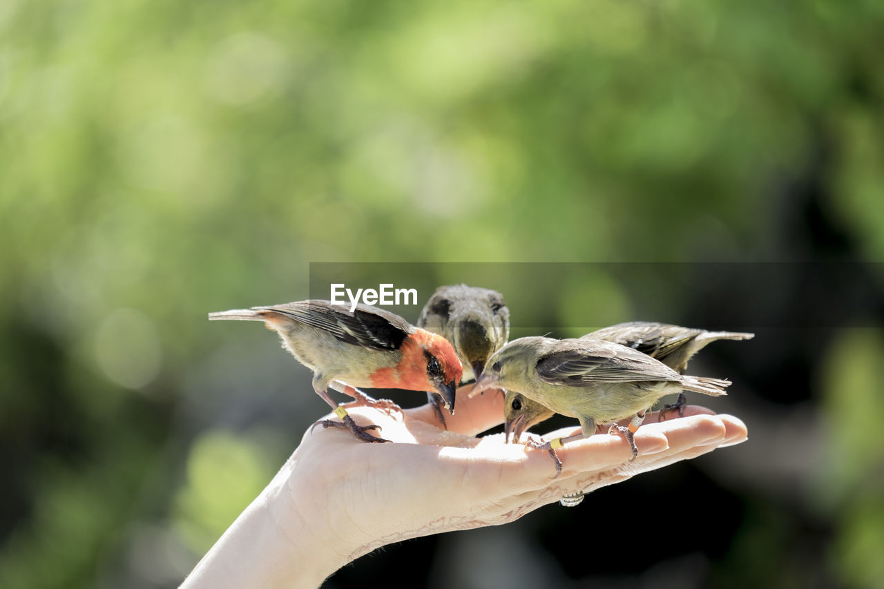 CLOSE-UP OF A HAND HOLDING SMALL BIRD