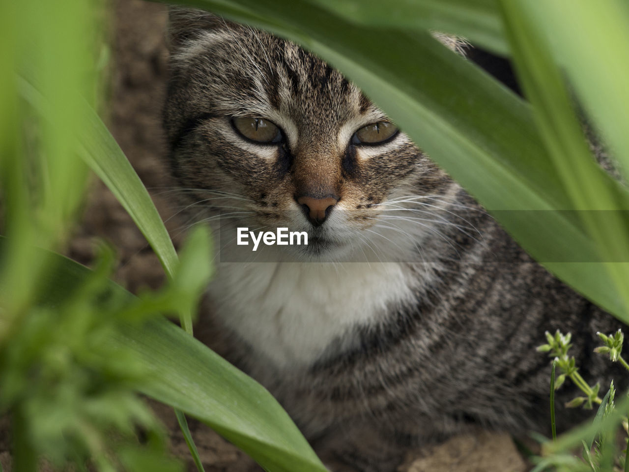 Portrait of cat sitting by plants on field