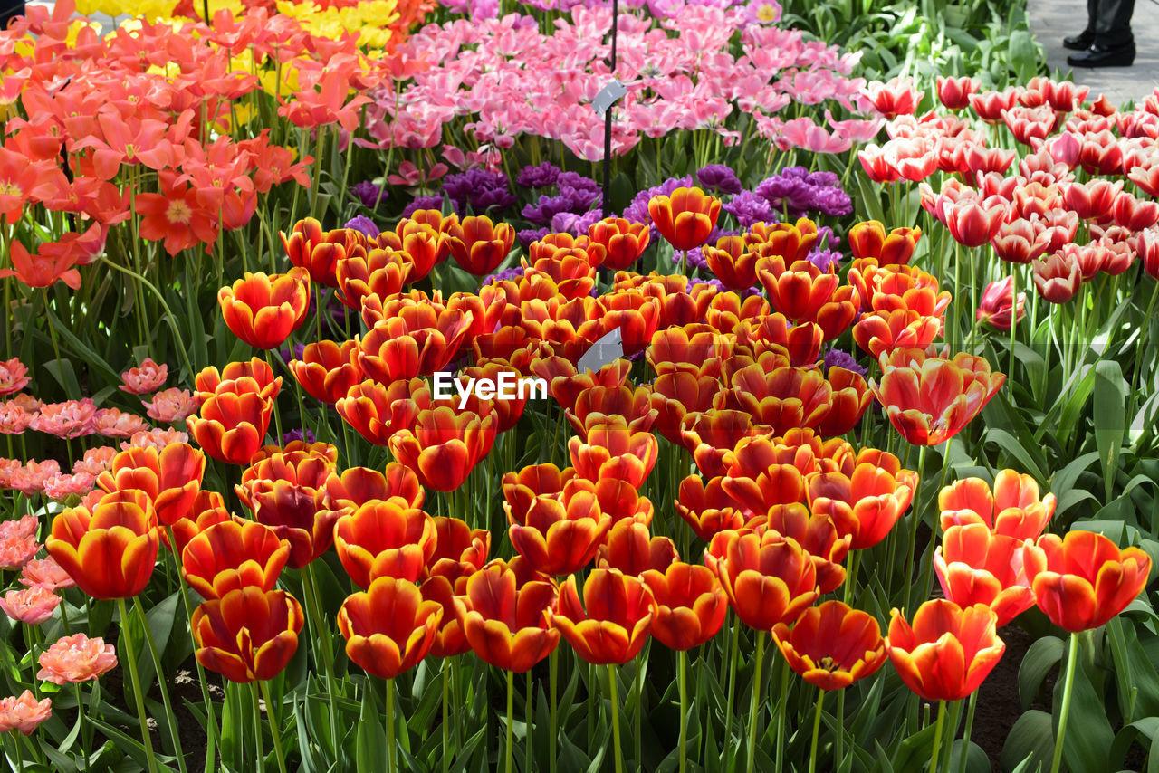 Close-up of orange tulips blooming in park