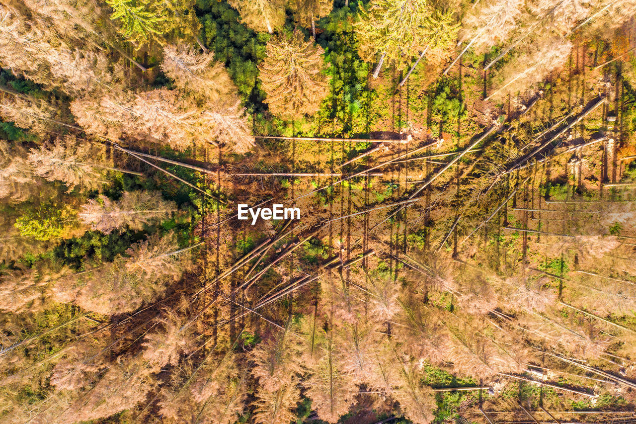 HIGH ANGLE VIEW OF PINE TREE IN FOREST