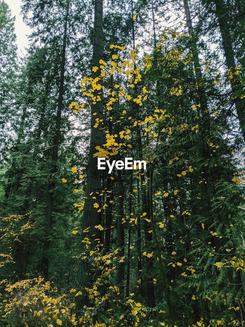 VIEW OF YELLOW FLOWERING PLANTS IN FOREST