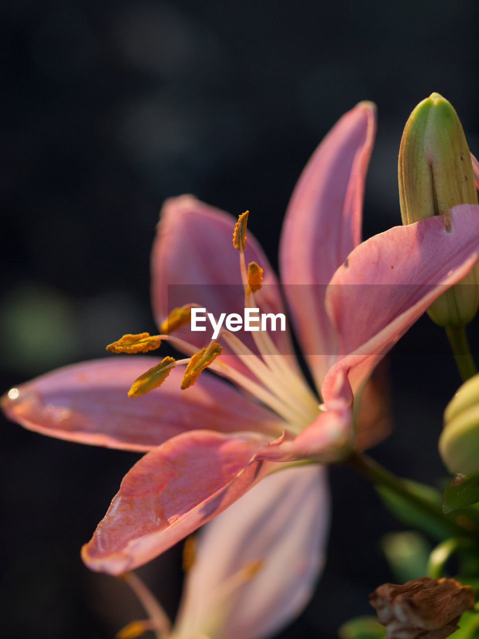 CLOSE-UP OF PINK LILIES