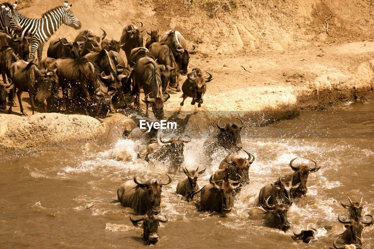 Herd of wildebeest crossing river