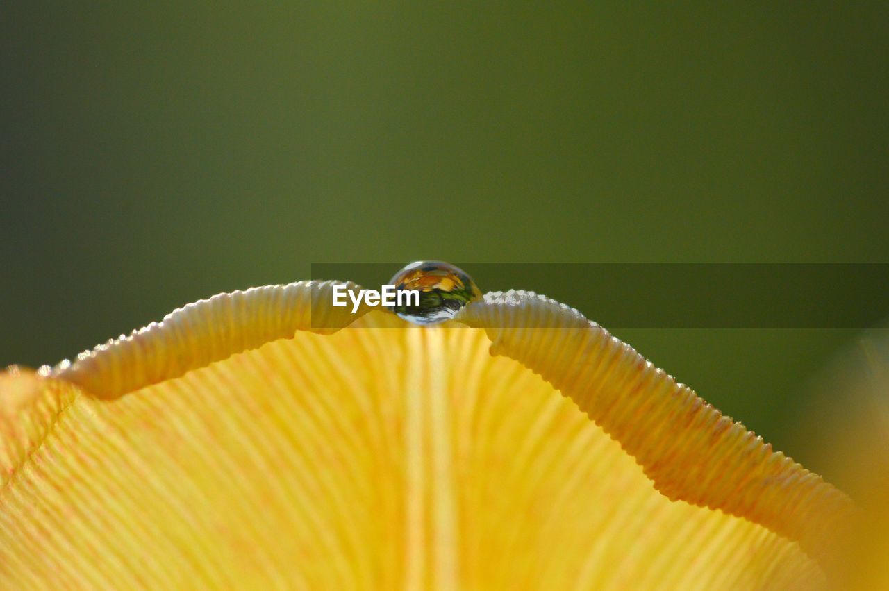 Close-up of water drop on yellow tulip