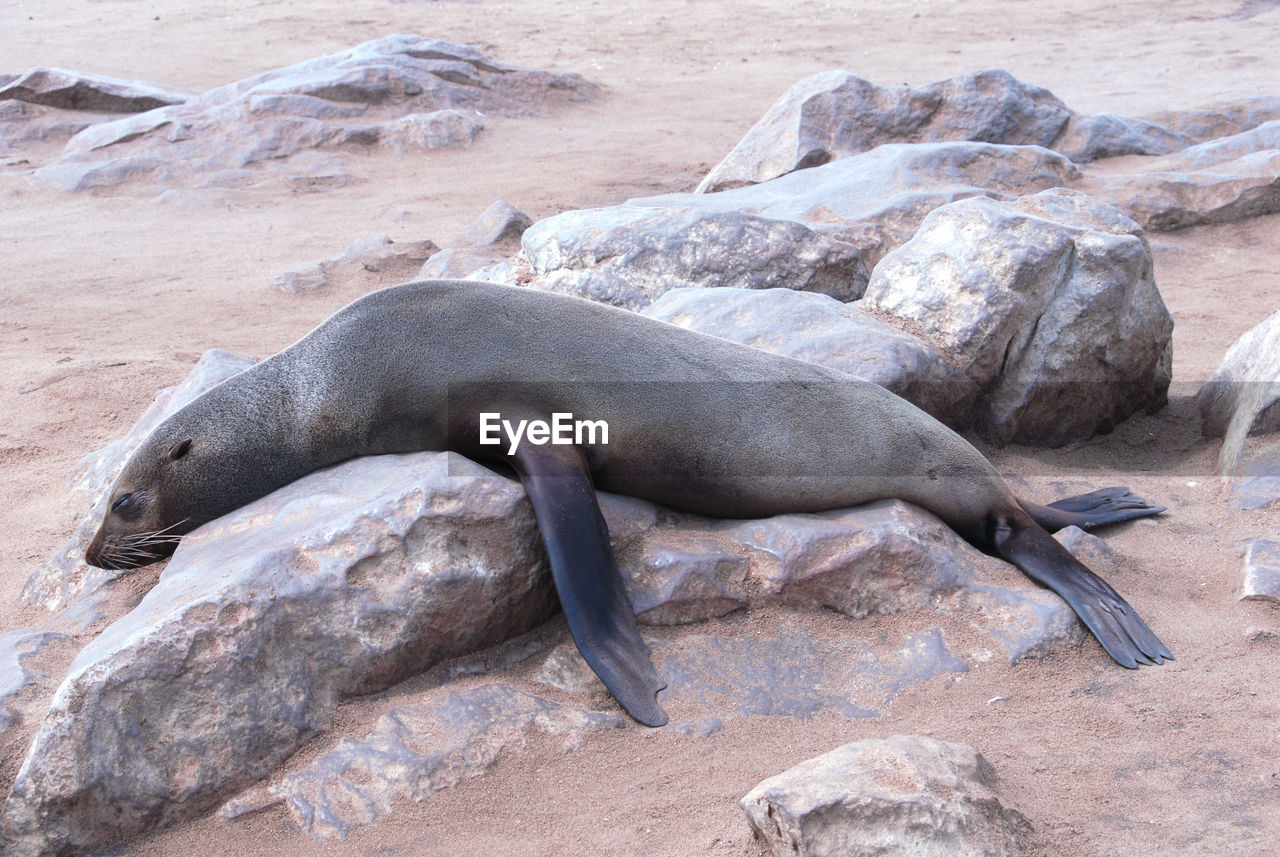 SEA LION RELAXING ON ROCK