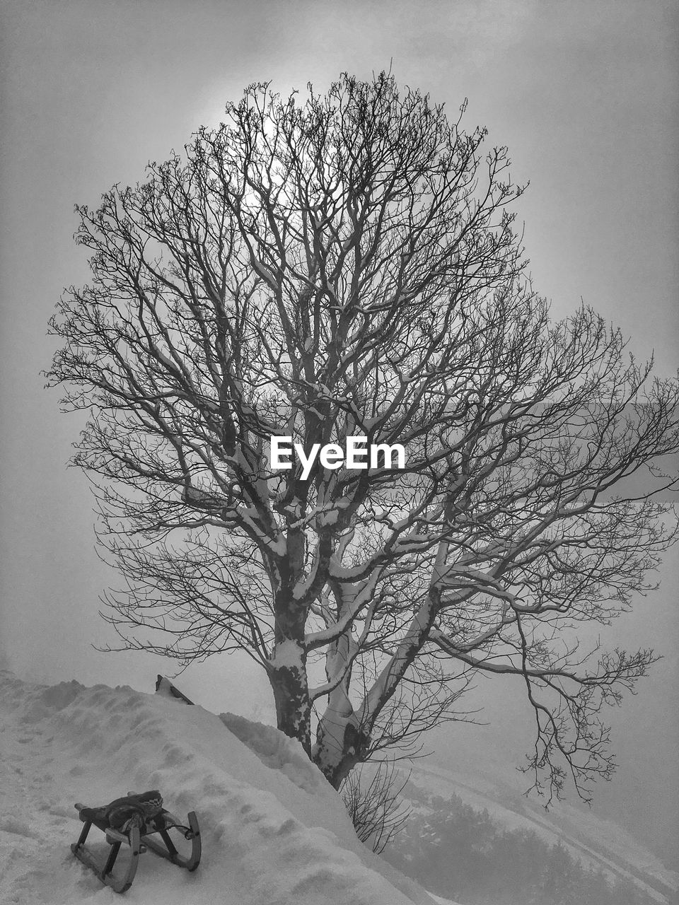 Bare tree on snow covered landscape against sky