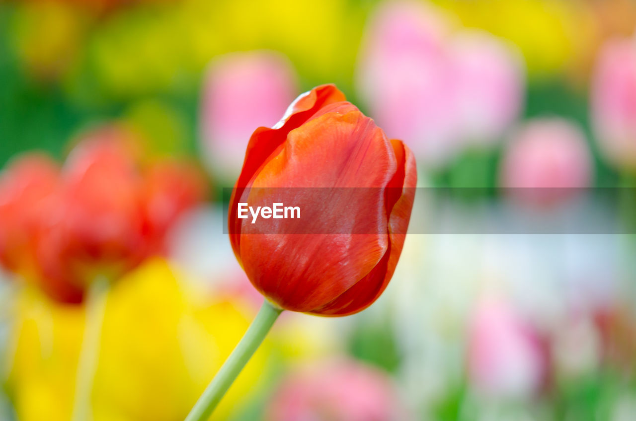 Close-up of red tulip