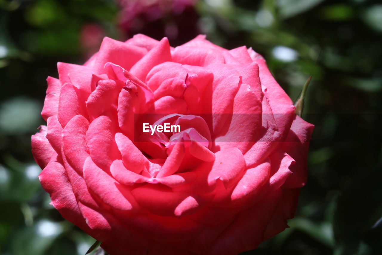 CLOSE-UP OF PINK ROSE WITH RED ROSES