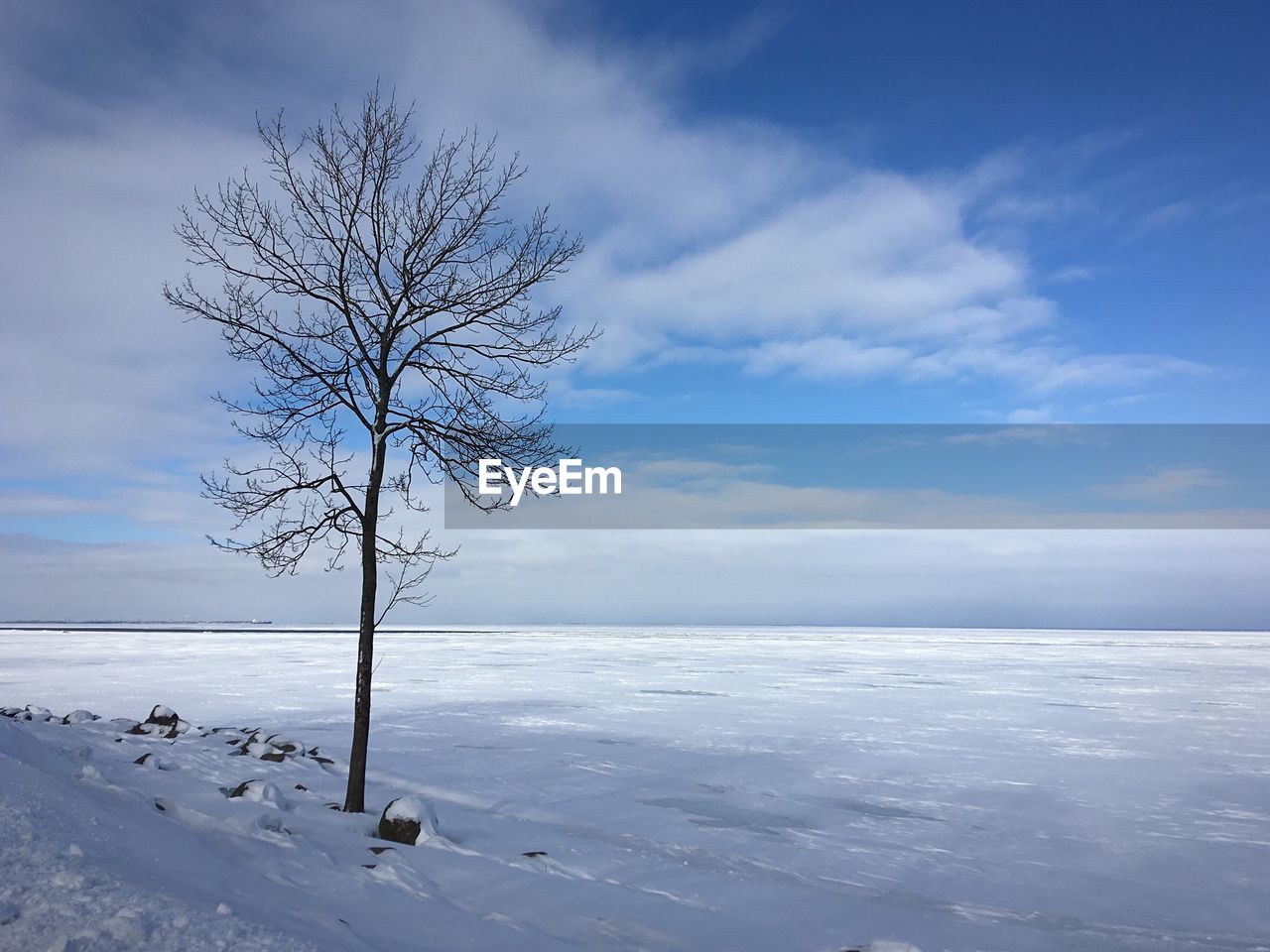 Bare tree on snow covered land against sky