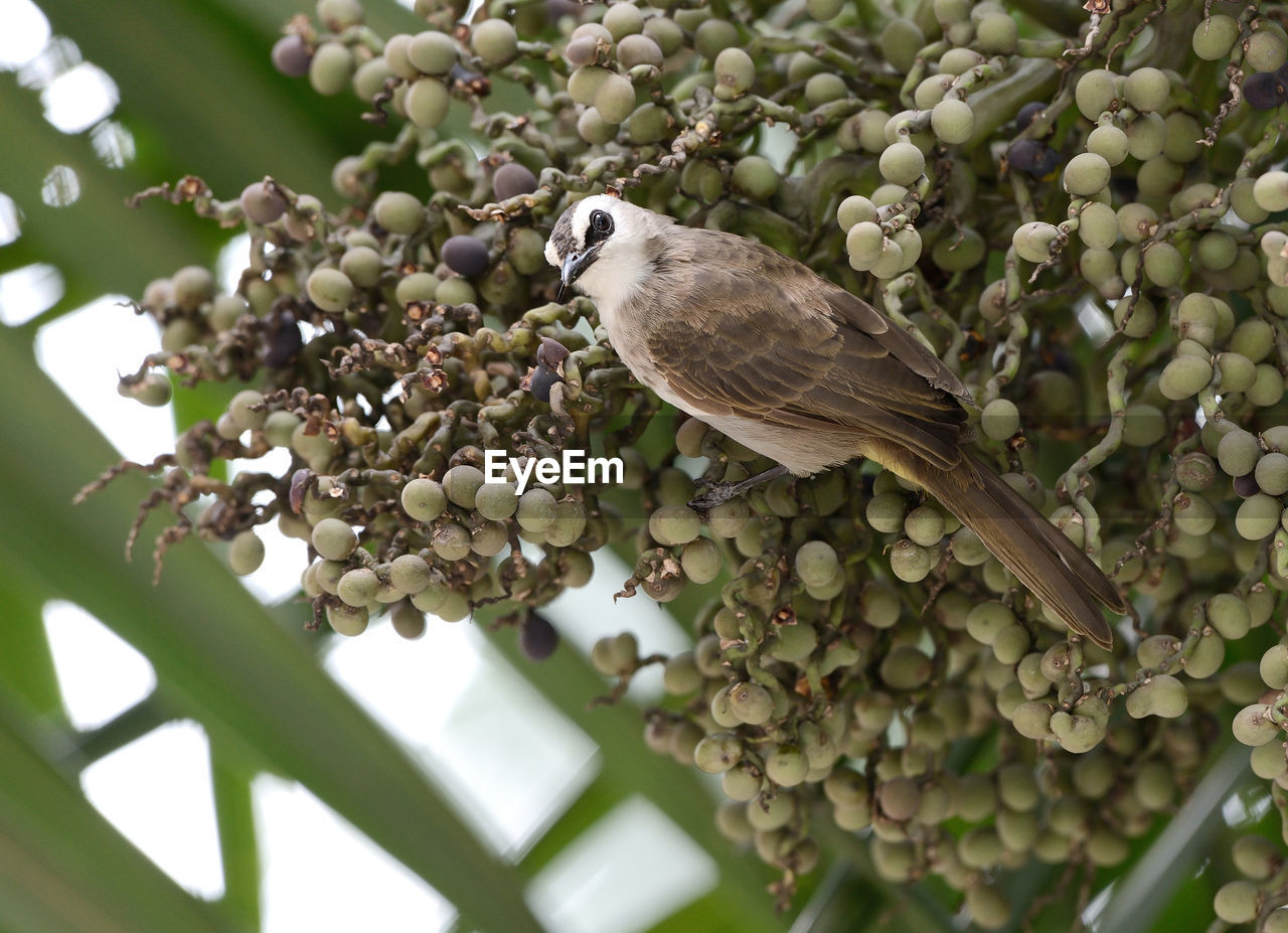 Close-up of bird perching on tree