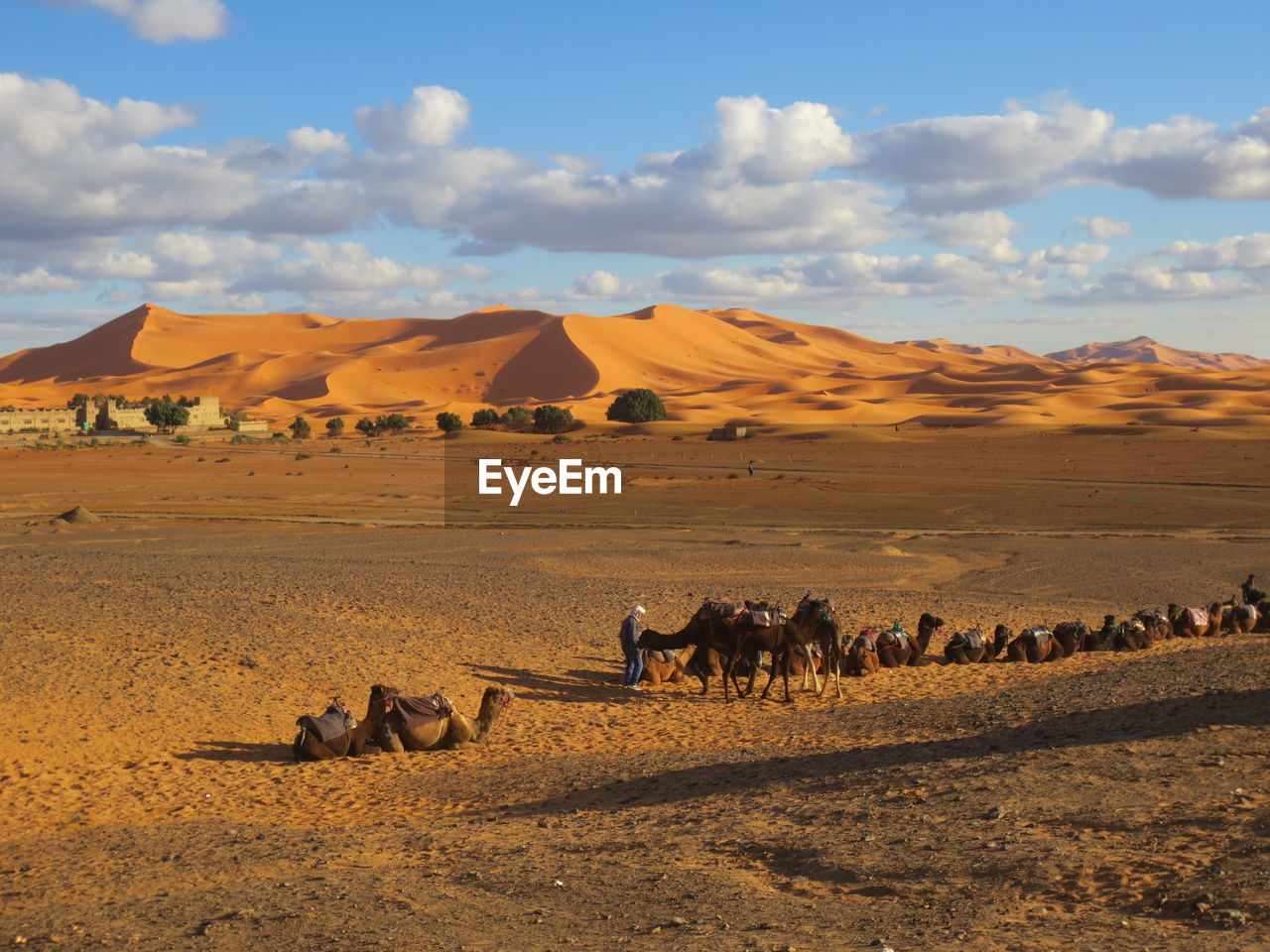 FLOCK OF SHEEP IN DESERT