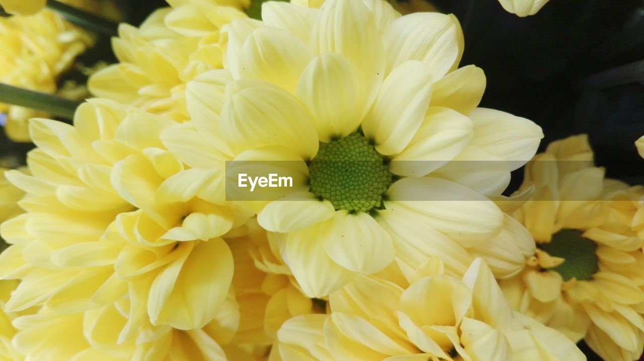 CLOSE-UP OF YELLOW FLOWER BLOOMING OUTDOORS