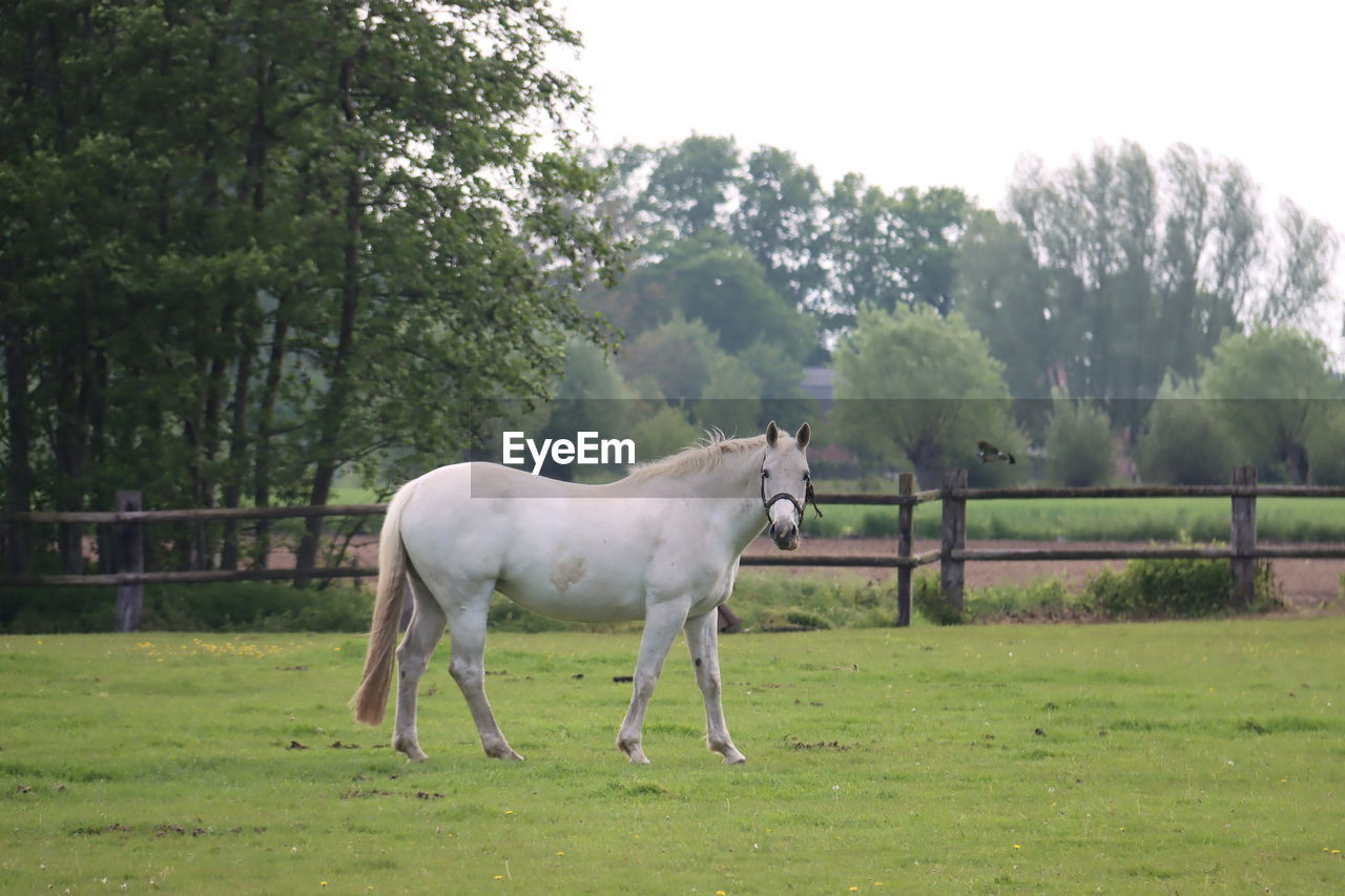 horse, mammal, animal, animal themes, pasture, domestic animals, plant, livestock, mare, pet, grass, tree, grazing, stallion, nature, field, animal wildlife, green, one animal, landscape, meadow, land, agriculture, day, no people, environment, full length, farm, standing, herbivorous, rural scene, side view, fence, ranch, working animal, mustang horse, outdoors, grassland, plain, sky, growth