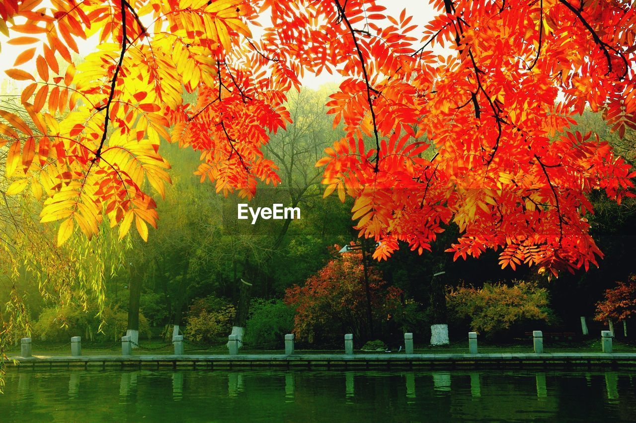 Scenic view of autumn trees in park