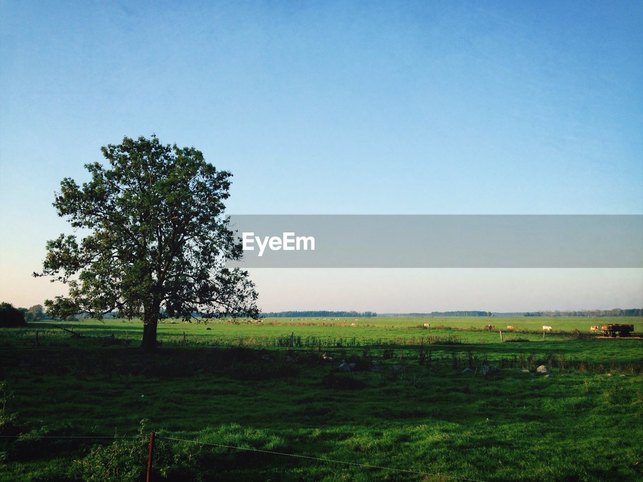 SCENIC VIEW OF GRASSY FIELD AGAINST SKY