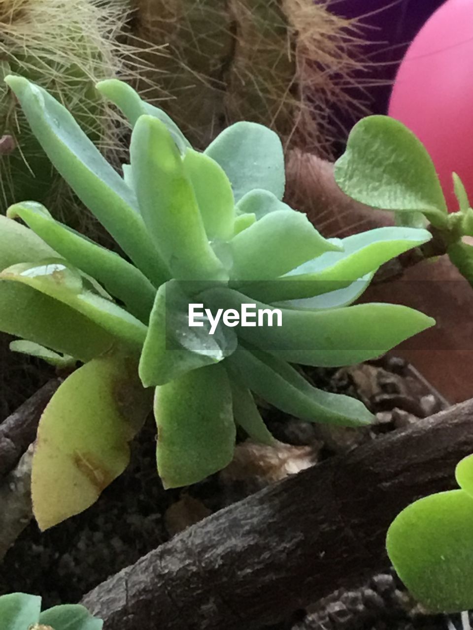 CLOSE-UP OF SUCCULENT PLANTS