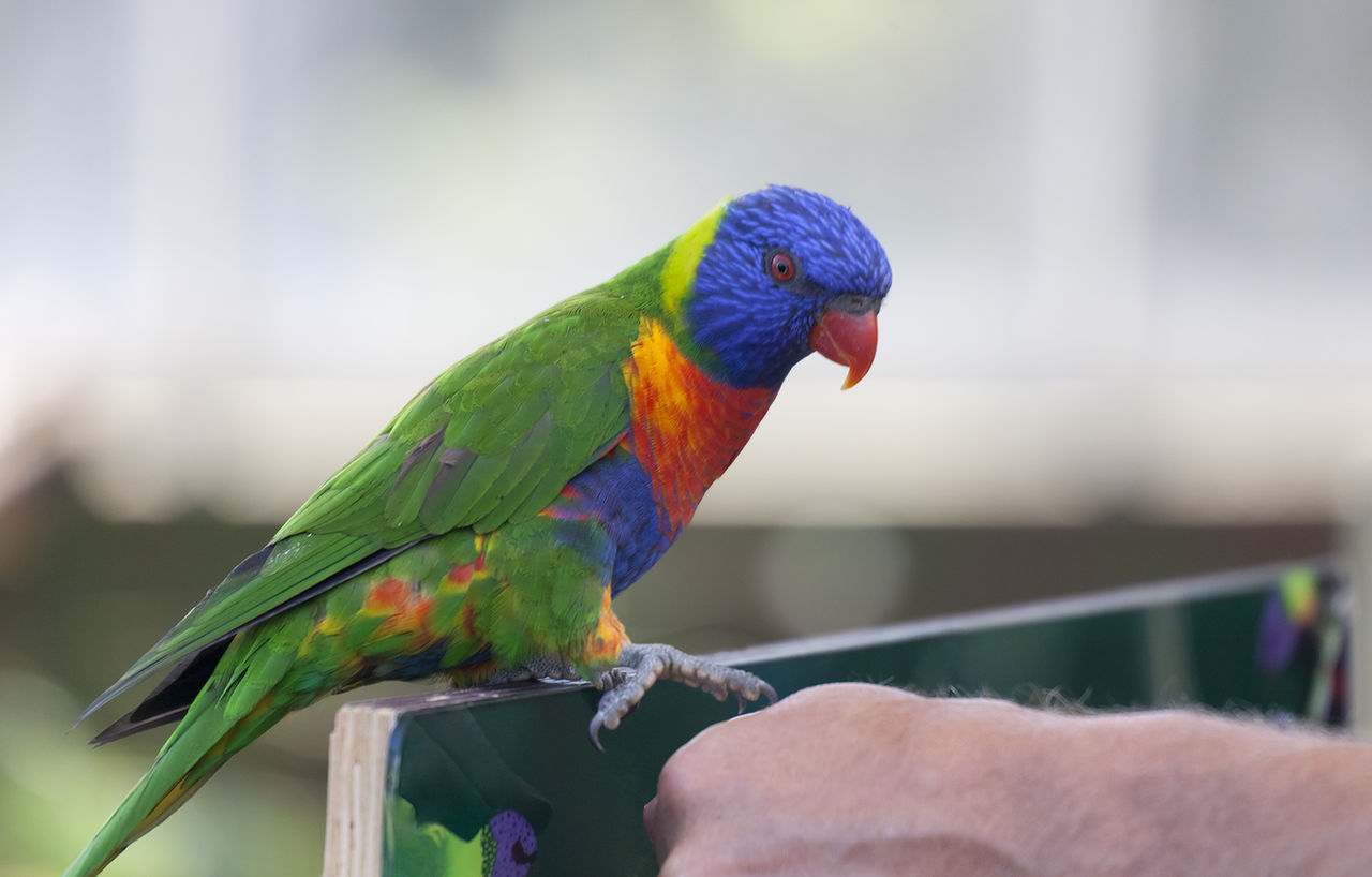 Close-up of rainbow lorikeet