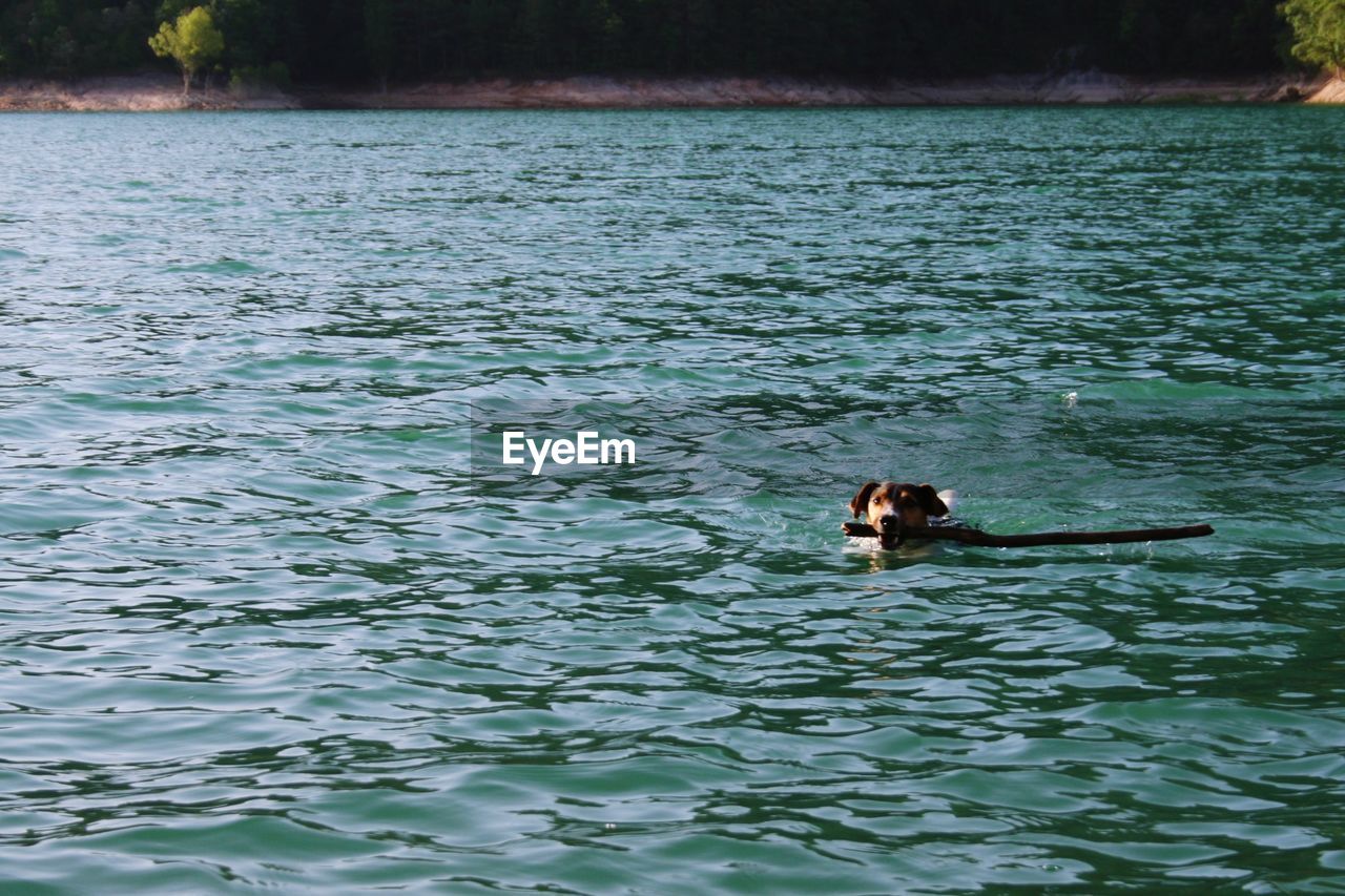 DUCKS SWIMMING IN LAKE