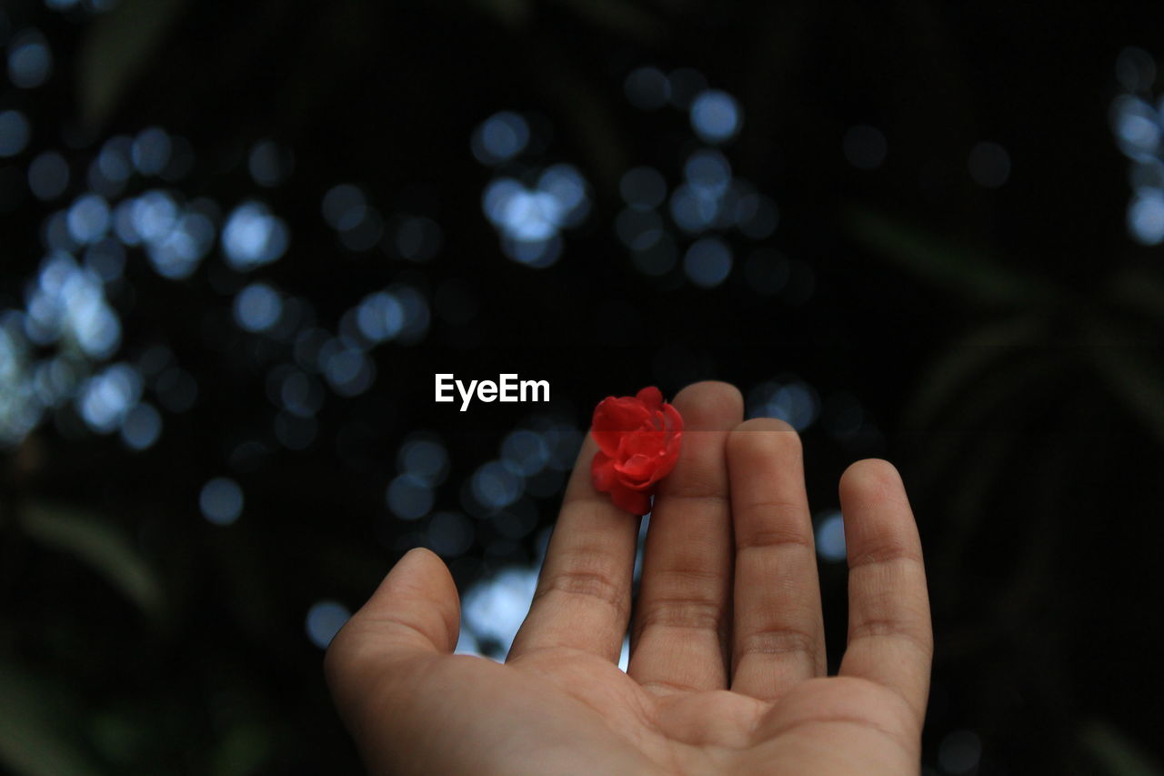 Cropped hand holding red flower