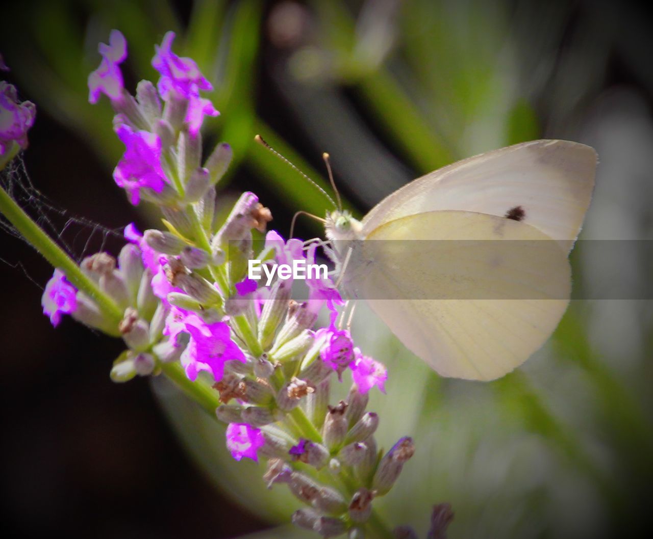 CLOSE-UP OF BUTTERFLY POLLINATING ON FLOWER