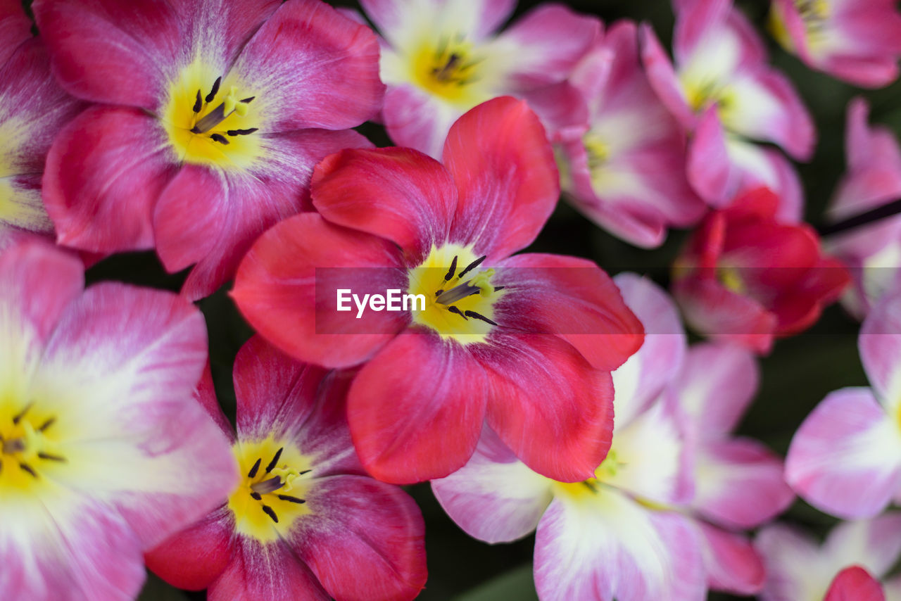 Full frame shot of pink flowers