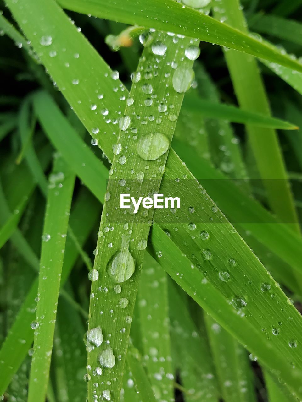 Wet grass after rain