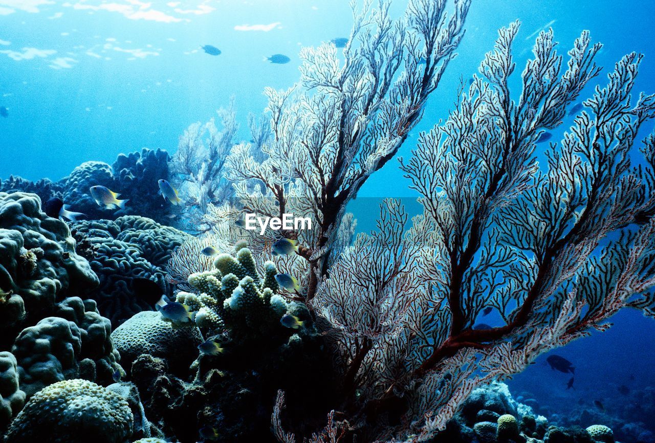 LOW ANGLE VIEW OF CORAL UNDERWATER