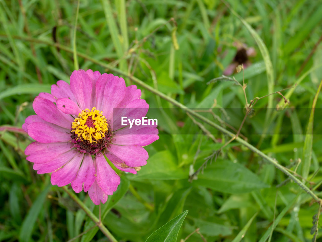 CLOSE-UP OF PURPLE FLOWER ON FIELD