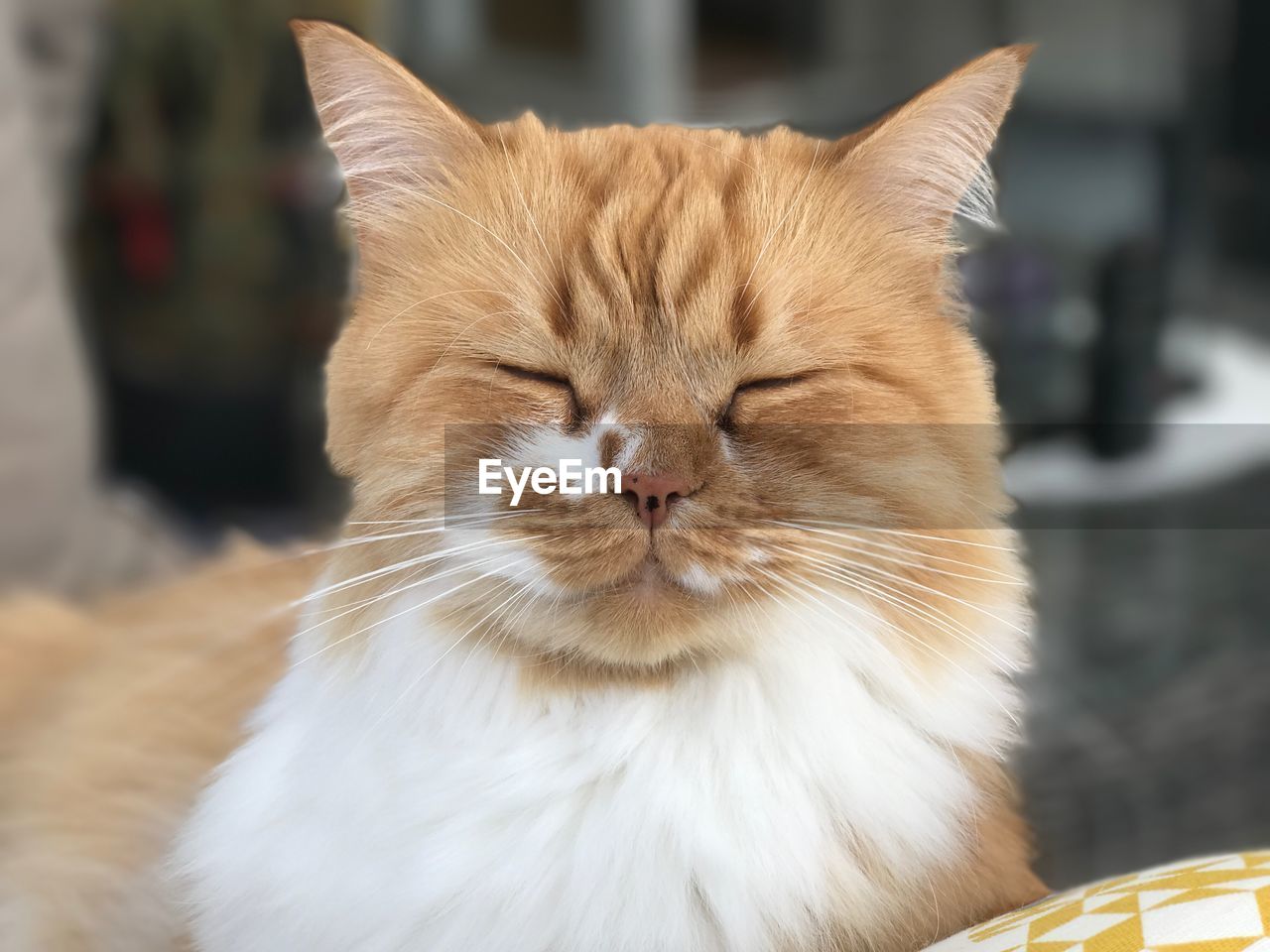 CLOSE-UP OF A CAT ON THE WALL