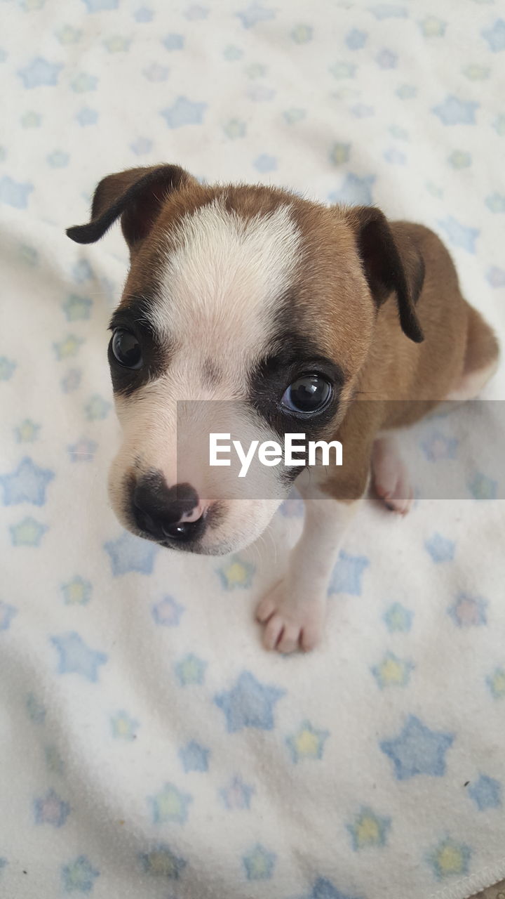 Close-up of pit bull terrier