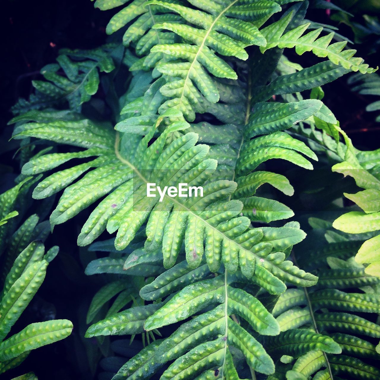 Close-up high angle view of green leaves