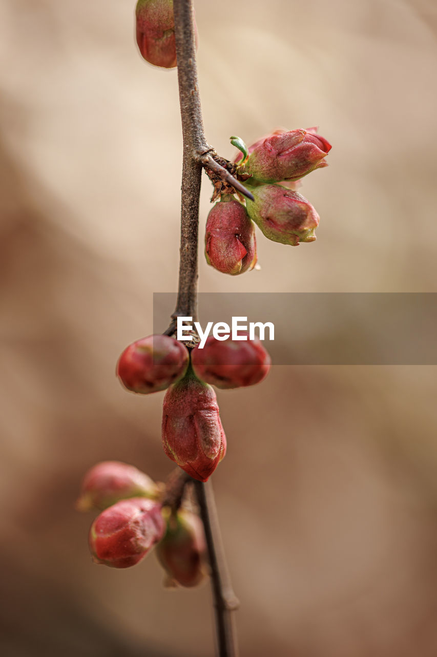 plant, red, food and drink, food, fruit, healthy eating, freshness, close-up, focus on foreground, branch, flower, blossom, growth, nature, macro photography, leaf, tree, no people, beauty in nature, twig, plant stem, produce, bud, spring, petal, day, outdoors, wellbeing, agriculture, ripe, selective focus, rose hip