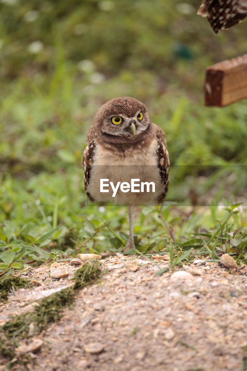 Baby burrowing owl athene cunicularia perched outside its burrow on marco island, florida