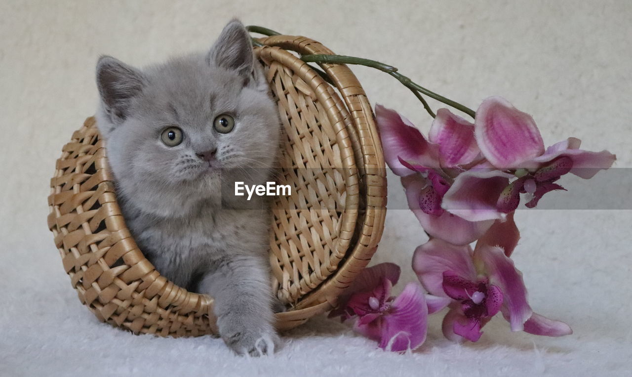 CLOSE-UP OF CAT IN BASKET ON RED FLOWER