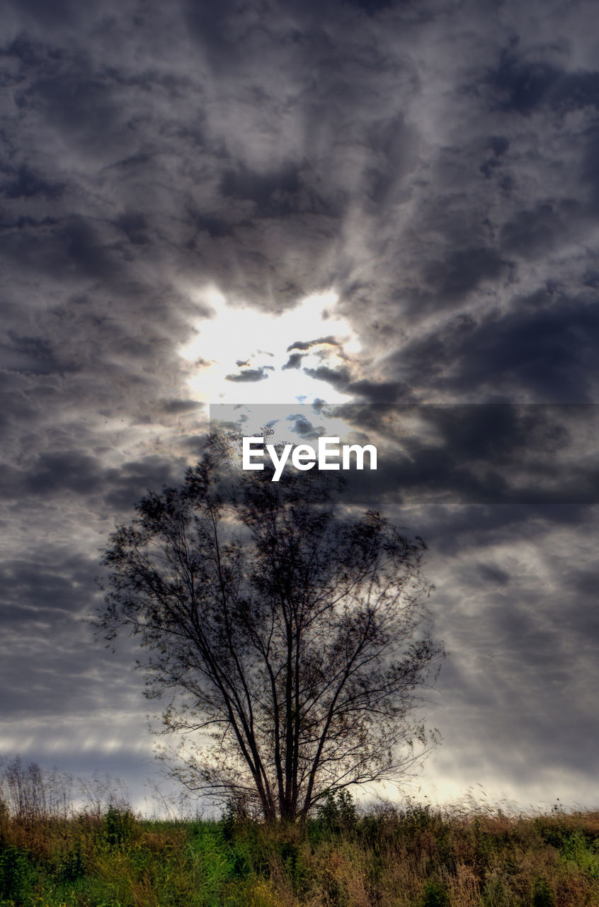 TREES ON GRASSY FIELD AGAINST CLOUDY SKY