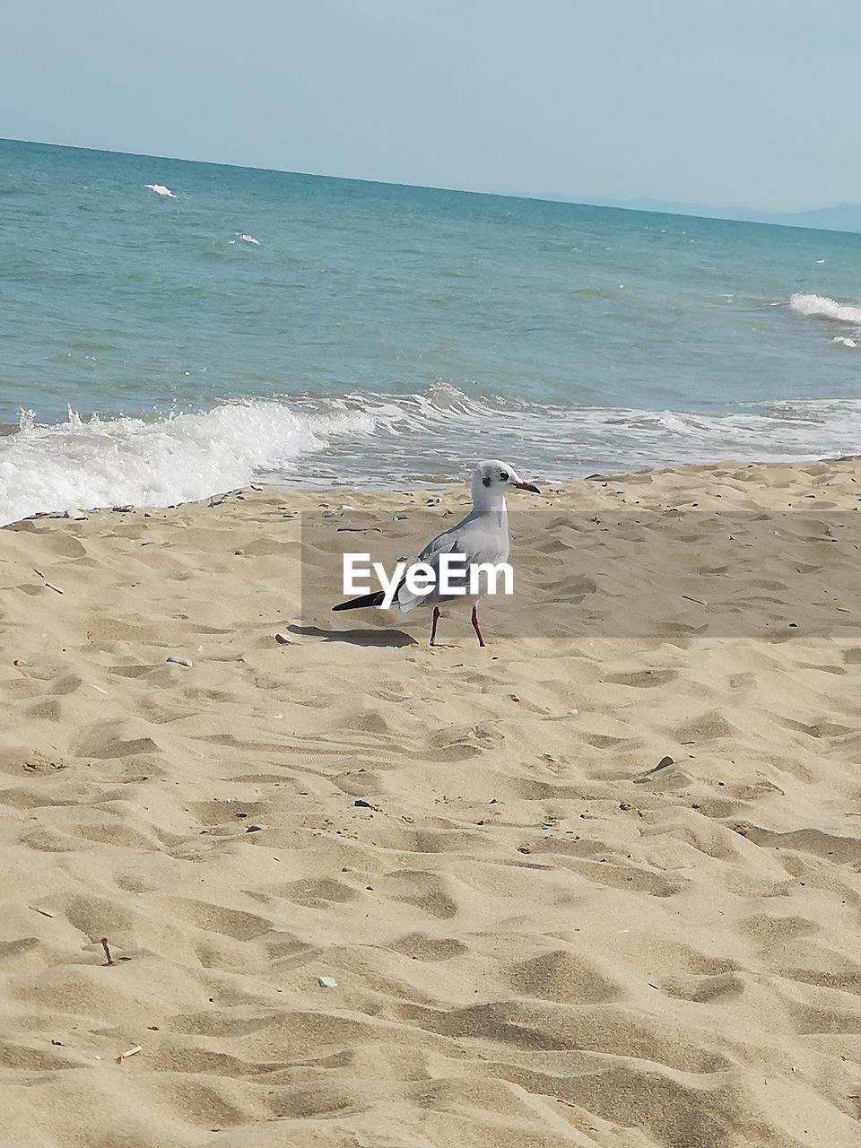 SEAGULLS ON A BEACH