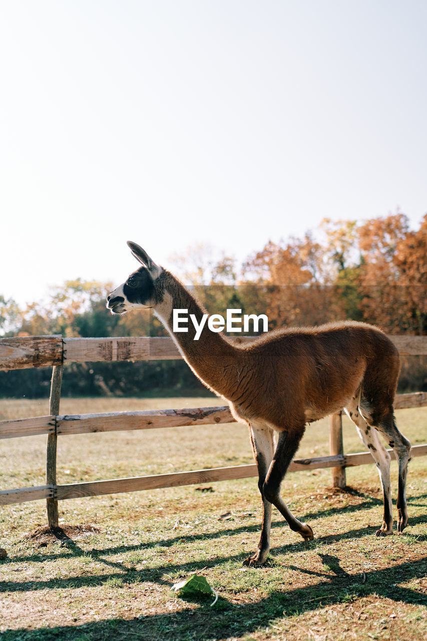 horse standing on field