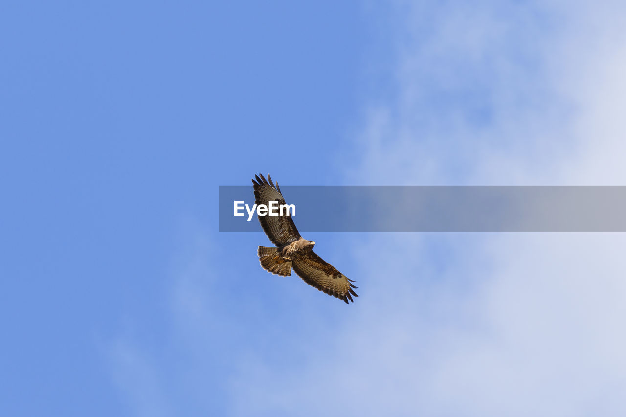 LOW ANGLE VIEW OF EAGLE FLYING