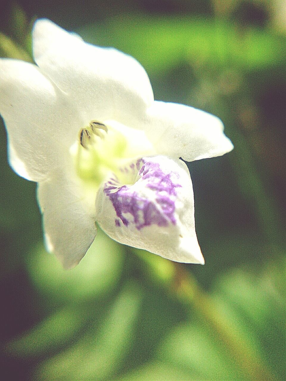 CLOSE-UP OF WHITE FLOWERS BLOOMING