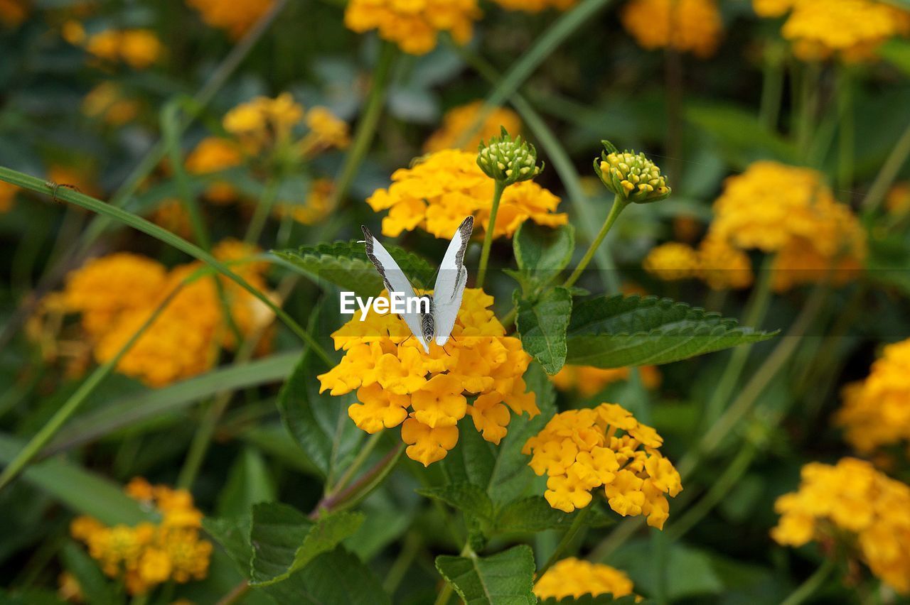 White butterfly on a yellow flower