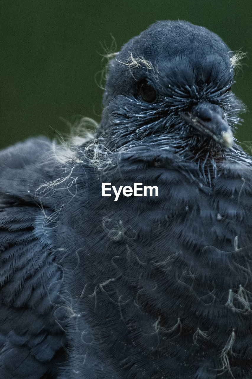 Close-up of a young pigeon bird in the wild