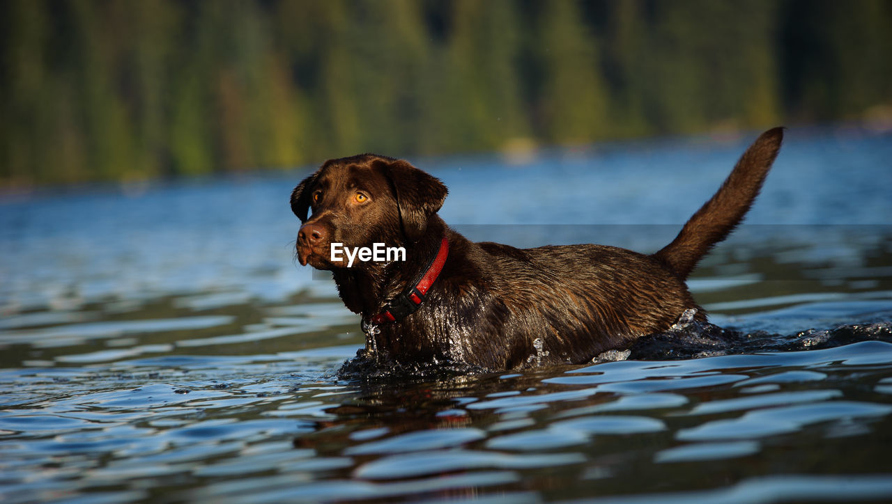 View of chocolate labrador in lake